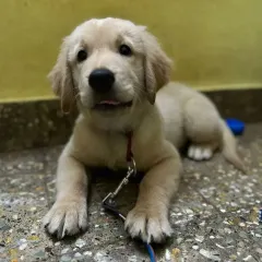 This adorable Golden Retriever puppy settled in so quickly. My home environment is designed to be calm and welcoming, helping even the youngest pups feel secure and comfortable from the moment they arrive for their pet boarding vacation.