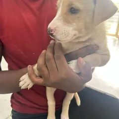A close-up of one of the sweet indie mix puppies available for adoption. This little one is vaccinated, dewormed, and has a gentle, friendly temperament.