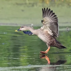 A Spot-billed Duck executes a perfect landing on water, using its wings and feet as brakes. My photography workshops break down the mechanics of capturing such high-speed action with clarity and impact.