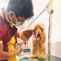 A steady hand and a sharp pair of scissors are essential for a perfect trim. Here, one of our expert groomers is carefully styling the long ears of a Cocker Spaniel.