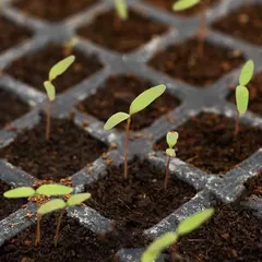 Tiny tomato seedlings sprouting from the soil. This is the very beginning of their journey to becoming tall plants laden with fruit.