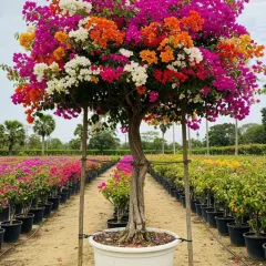 I specialize in creating these vibrant, multi-colored bougainvillea trees by grafting several different varieties onto a single trunk. This results in a spectacular, long-lasting bloom of pink, orange, white, and yellow flowers.