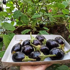 A tray full of shiny, round brinjals, picked fresh from the plant. Homegrown brinjals have a creamy texture and flavor that store-bought ones just can't match.