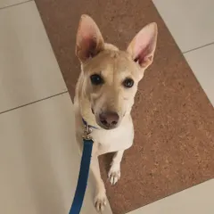 Meet Leo, a wonderful Indie pup who enrolled in my puppy training program. It’s so important that every dog, whether a rescue or purebred, gets a great start in life. I am passionate about helping pet parents give their dogs the tools they need to be confident and well-behaved canine citizens.