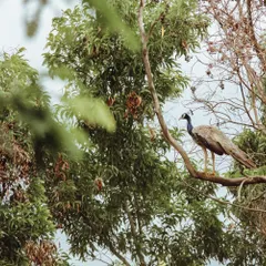 A peacock perches on a tree branch within the ashram grounds. We are blessed to share our space with these magnificent birds, whose calls are a regular part of our daily soundtrack.