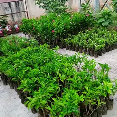 A wide variety of saplings and plants, all lined up and ready to be transported to a new garden setup. We source and prepare a diverse range of healthy plants for our landscaping projects.