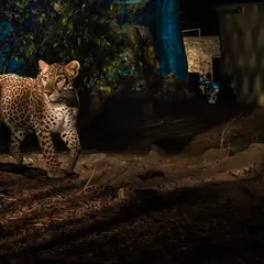 A leopard carries its prey, likely a stray dog, through the back alleys of a settlement bordering Sanjay Gandhi National Park. This documents their primary food source in the urban environment and their role as the apex predator in this unique ecosystem.
