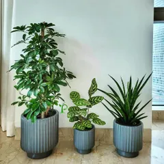This trio of plants, including a Schefflera, Calathea, and Snake Plant, was chosen for a bedroom to help improve air quality and promote better sleep. The stylish grey ceramic pots complement the room's decor perfectly.
