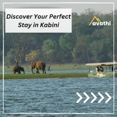 A boat safari in Kabini offers incredible sightings, like this family of elephants by the water's edge. I can help you choose from several fantastic lodges in the area for the best experience.