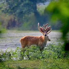 A magnificent Barasingha (Swamp Deer) with its antlers in velvet, standing in the lush greenery of a wetland.
