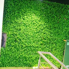 A simple but effective green wall installation for a commercial space, providing a vibrant backdrop.