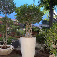 I specialize in creating unique statement pieces for your home or office. This Moclame Ficus features a beautifully braided trunk, turning a simple plant into a living sculpture.