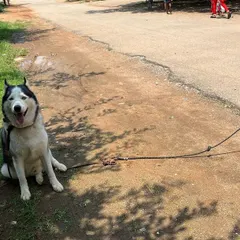 Taking a break in the shade. Even high-energy dogs need a moment to cool down during our outdoor time.