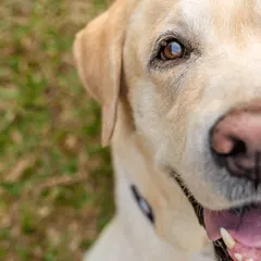 A close-up portrait of Spike, a 10-year-old Labrador. The detail in his eyes and face tells a story of a life well-lived and well-loved.
