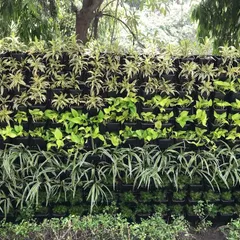 The beauty of a living wall is in the details. Here you can see a pattern created with different plant species, including variegated Chlorophytum and golden Pothos, to add visual interest and texture.
