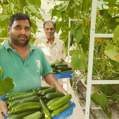 Our team harvesting a bumper crop of English cucumbers. From a single 200 sq ft pod, we can produce over 20 kgs of these seedless cucumbers, ensuring a consistent supply for our clients.