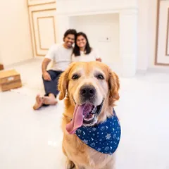 Happy the Golden Retriever, front and center, with his loving family smiling behind him. This was a special session to create lasting memories.