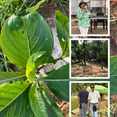A collage highlighting the details of our eco-restoration drive, from a close-up of a healthy native leaf to our experts briefing the teams.