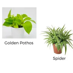 The Golden Pothos and Spider Plant are two of the easiest plants to grow indoors. They are excellent for beginners and known for their air-purifying qualities and fast growth.