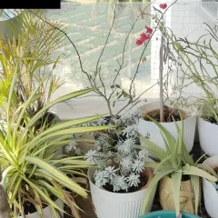 The beautiful "after." This is the result of careful planning and a little bit of plant magic. I arranged a mix of foliage and flowering plants in clean, white pots to create a fresh, vibrant, and low-maintenance balcony oasis.