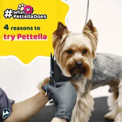 Precision and care go into every trim. Here, a Yorkshire Terrier is getting a detailed face trim from one of our experienced groomers.