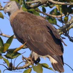 With its piercing gaze, this Grey-headed Fish Eagle is a specialized hunter of South East Asia's waterways. Known locally as the 'tank eagle' in Sri Lanka, its presence signifies a healthy aquatic ecosystem, a conservation message I emphasize in my tours.