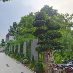 Landscaping is art for your home's exterior. Here, my team has meticulously shaped and placed bonsai-style trees and manicured shrubbery along a driveway to create a stunning, green approach.