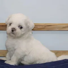 A beautiful profile of a pure white Shih Tzu puppy, showing its compact size and fluffy coat. These puppies receive the best care from day one.