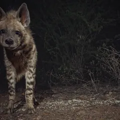 A curious young striped hyena, one of the city's most misunderstood nocturnal residents, photographed during a night exploration. Our camera trap setups allow for intimate, respectful encounters like this.