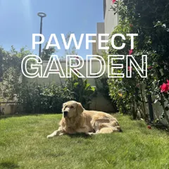 Creating a garden that is safe for every member of your family, including the furry ones, is my specialty. I carefully select pet-safe plants and design layouts that give your dogs and cats space to explore without you having to worry. This happy golden retriever is enjoying a lawn I helped create, free from any harmful plants.