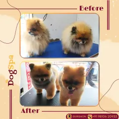 The glow-up is real! This before-and-after shot shows the power of a professional haircut. I carefully sculpt the fur to create a look that is both adorable and easy for the pawrents to maintain.