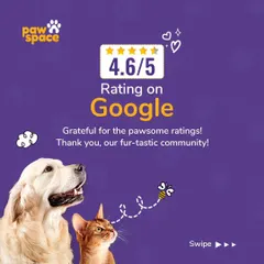 We are so proud of our 4.6/5 rating on Google. This reflects our commitment to providing a reliable, safe, and friendly pet cab service that pet parents in our community trust.
