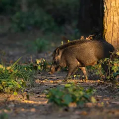A wild boar and its piglet walking through the undergrowth. This shot captures a tender moment, showing the strong parental bonds that exist in the wild.