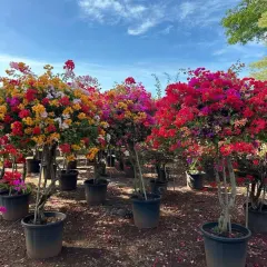 A collection of Bougainvillea trees in full bloom under a clear blue sky at my nursery. Each tree is carefully cultivated to produce a dense canopy of flowers.