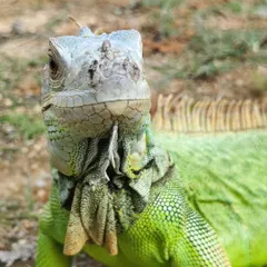 A stunning close-up of our iguana friend. Such a magnificent creature.