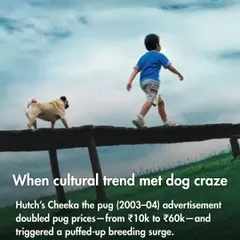 The famous Hutch 'You & I' ad featuring Cheeka the pug in the early 2000s caused pug prices to double and triggered a massive surge in breeding. It's a classic example of pop culture's influence on breed popularity.