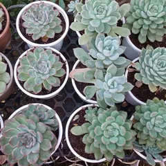 A closer look at several Echeveria succulents in their pots. Notice the subtle variations in colour, from silvery-blue to green with reddish tips, which become more pronounced with ample sunlight.