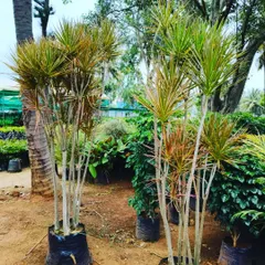 Dracaena marginata plants, ready for a new home. These are great for both indoor and outdoor spaces, adding a bit of height and tropical feel to your garden design.