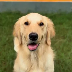 The happy face of a transformed dog. Simba's journey from having a bite history to becoming a confident graduate was challenging but incredibly rewarding.