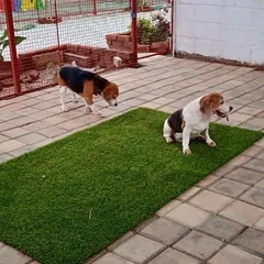 The Beagle pack exploring their surroundings. Even during quiet time, there are always new smells and sights to keep our guests engaged.