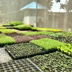 A view of our nursery, filled with trays of colorful microgreens and saplings. I nurture these young plants until they are ready to be transplanted into your home system.