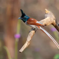 A male Indian Paradise Flycatcher in its rufous morph. Finding this bird with its long, elegant tail is a highlight of any birding trip, and this photo captures it in a classic pose.