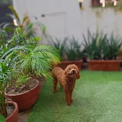 Pogo the Toy Poodle looking happy and confident while exploring the green turf in the play area.