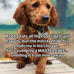 It's a mystery of science. They'll eat roadside trash without a second thought, but can detect a tiny pill hidden in their favorite chicken from a mile away.