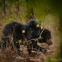 A truly special sighting of a Sloth Bear mother with her cubs riding on her back in Tadoba. Capturing this maternal behavior is a rare and precious moment, highlighting the strong family bonds in the animal kingdom.