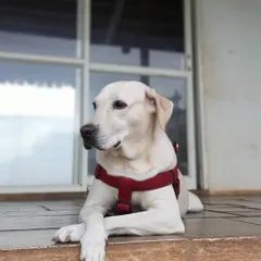 The grace and beauty that is Laila. She loves to sit on the porch and watch the world go by with her paws crossed.