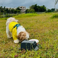 This little one is investigating our SwiftPaws lure chasing equipment before the game begins.
