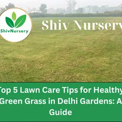 This image represents the goal: a healthy, green lawn. I offer complete services and tips to help you achieve this in your own garden.