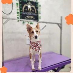 From the streets to the salon. Here is the lovely Foxie, looking dapper in a bandana after a grooming session. We love seeing our adopted Indies getting pampered and treated like the royalty they are.