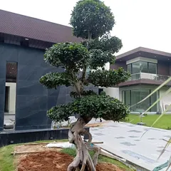 A magnificent Ficus bonsai tree being planted at a farmhouse project. A statement piece like this adds instant elegance and a sense of timelessness to the landscape.